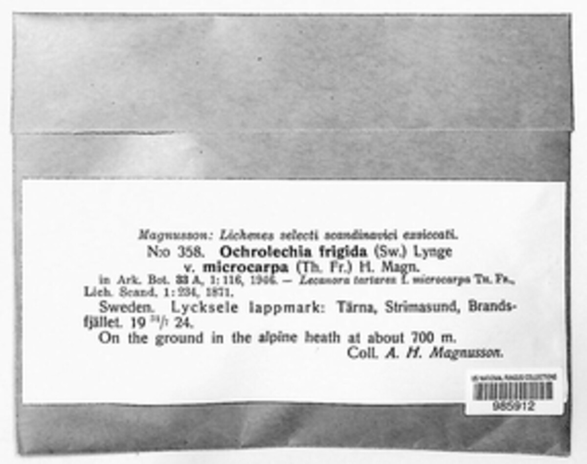 Ochrolechia frigida var. microcarpa image